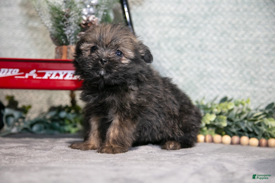 Mixed Breed dogs for sale: Greta - Ad 1