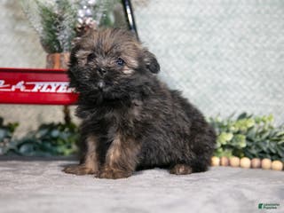 Mixed Breed dogs Greta - Ad 42