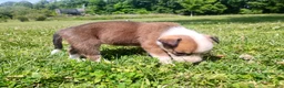 Mixed Breed dogs for sale: Mixed Breed Puppy 5 - Ad 4