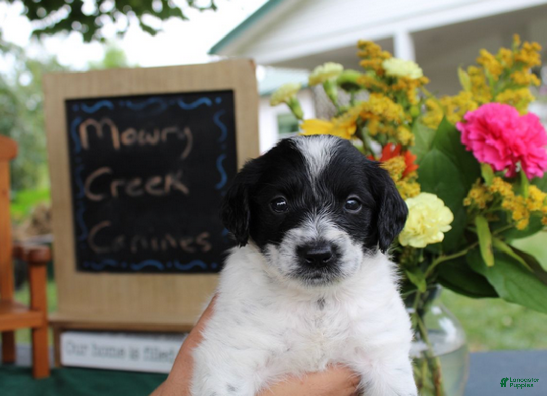 Aussiedoodle dogs for sale: Oreo - Ad 5