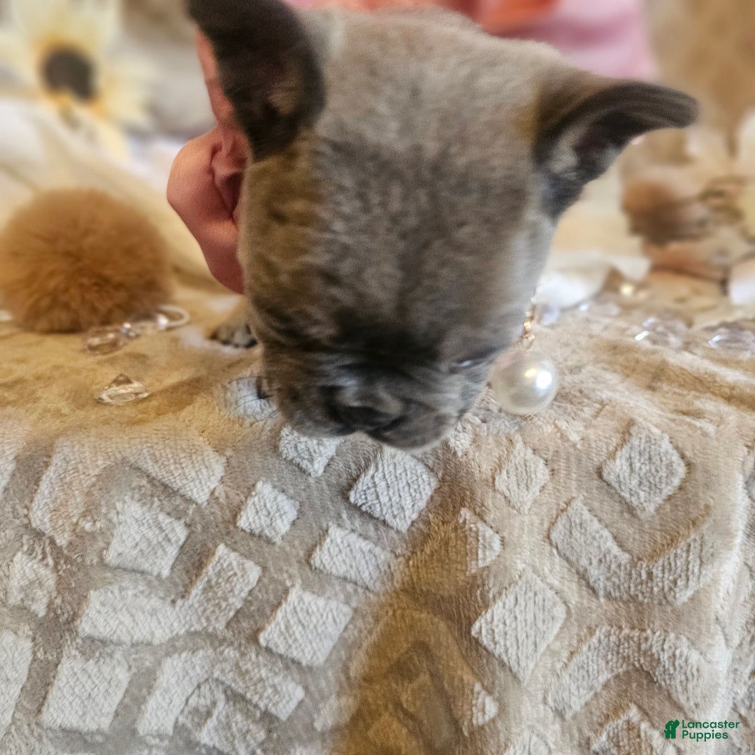 French Bulldog dogs for sale: Velour AKC Fluffy Carrier  - Ad 28