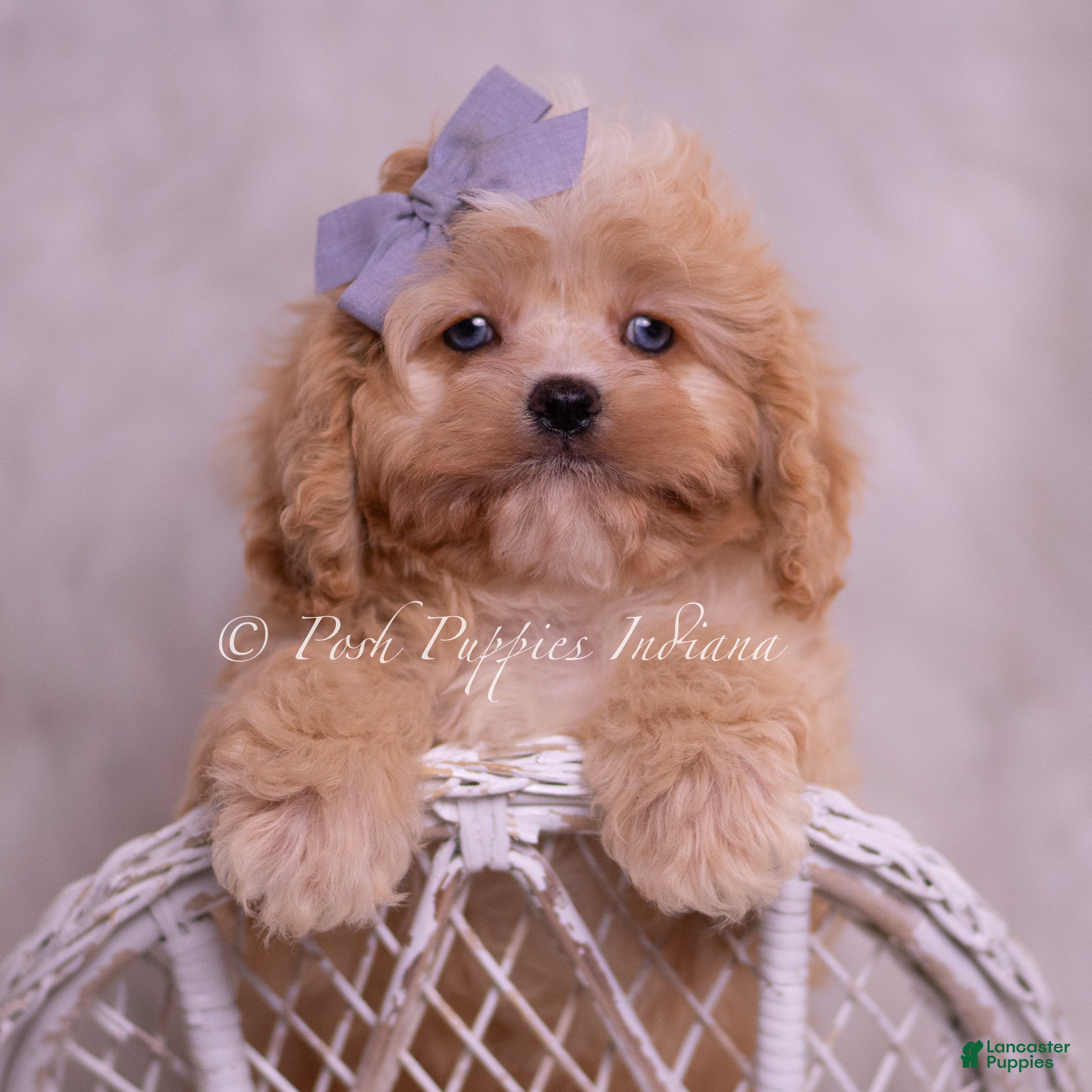 Cavapoo dogs Icy - Ad 31