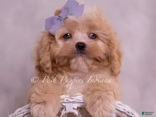 Cavapoo dogs Icy - Ad 31