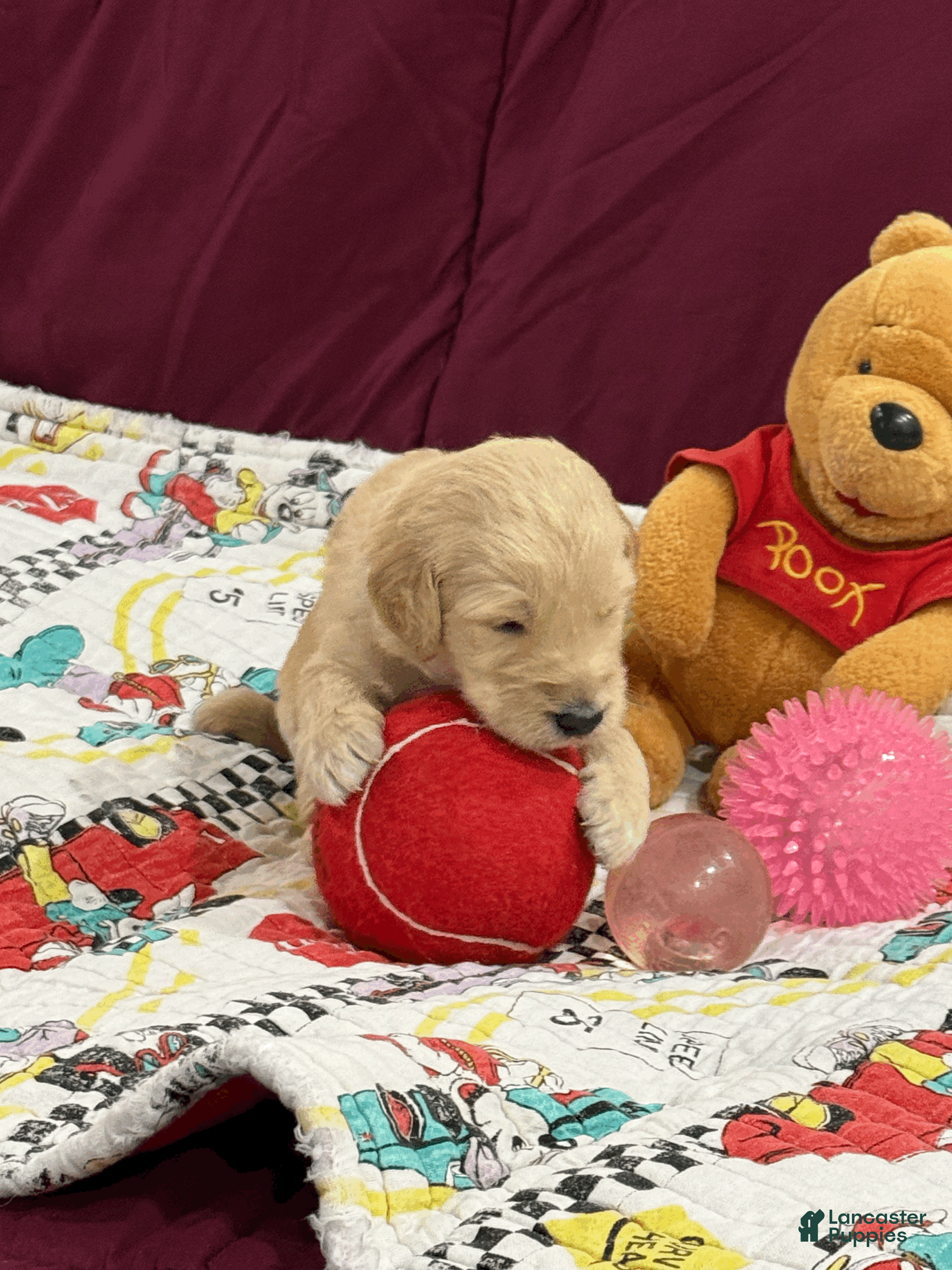 Goldendoodle dogs Light Blue - Ad 1