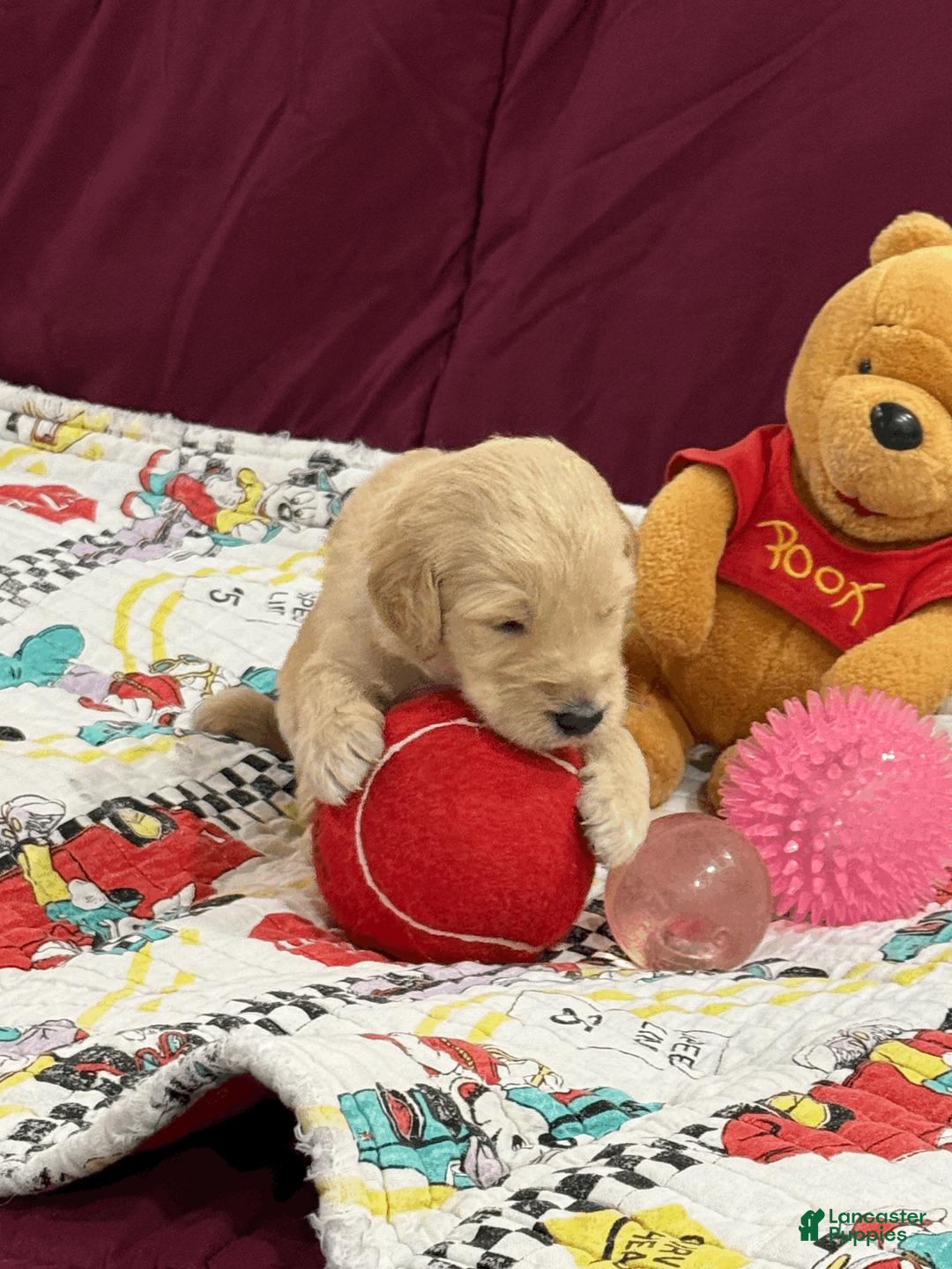 Goldendoodle dogs for sale: Light Blue - Ad 1