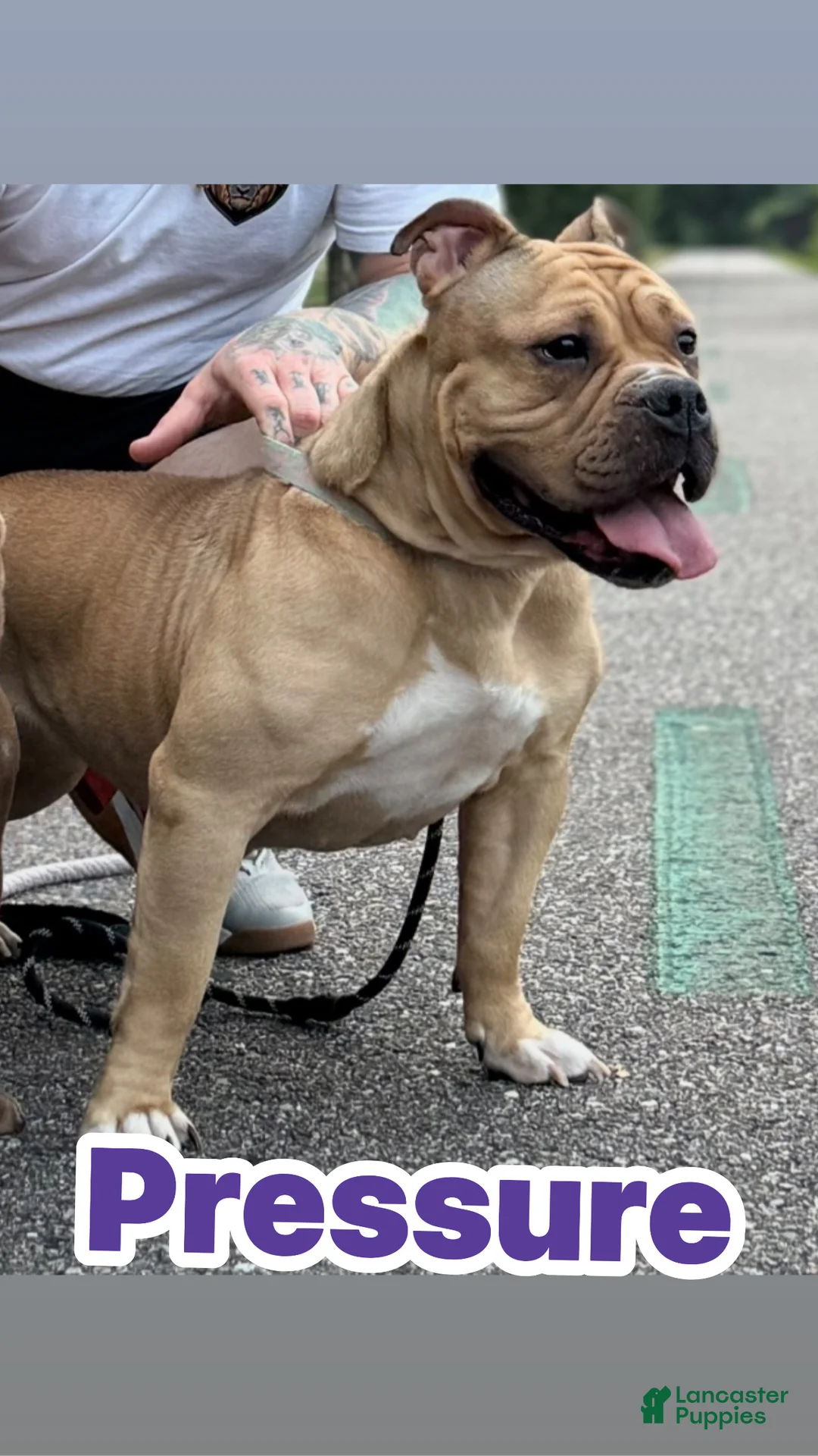 American Bully dogs for sale: American Bully Puppy 3 - Ad 2