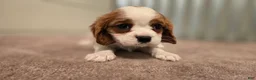 Cavalier King Charles Spaniel dogs for sale: Diego - Ad 5