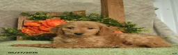 Mini Goldendoodle dogs for sale: Holly - Ad 3