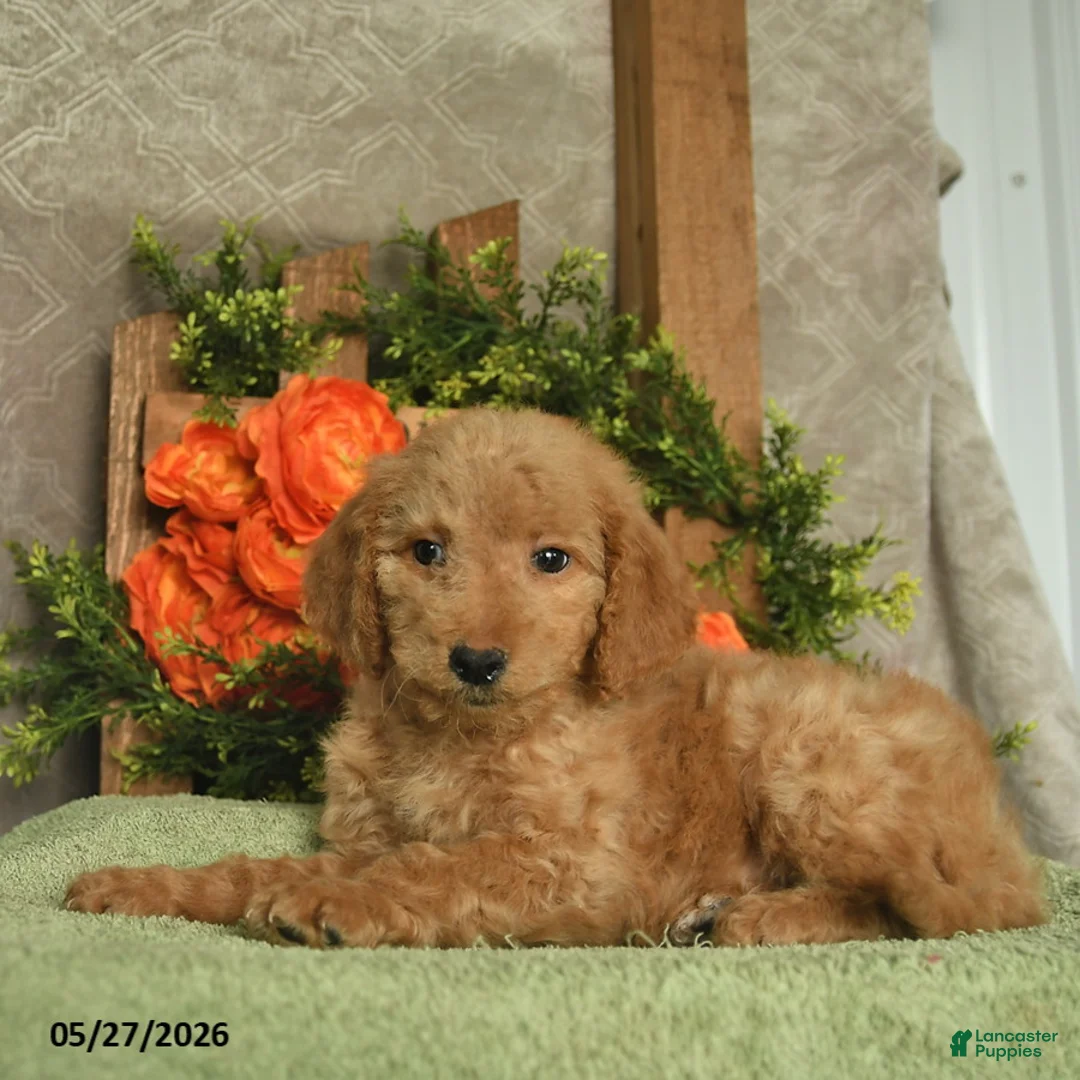 Mini Goldendoodle dogs for sale: Holly - Ad 3