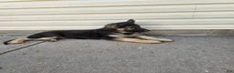 German Shepherd dogs for sale: German Shepherd 3 - Ad 2