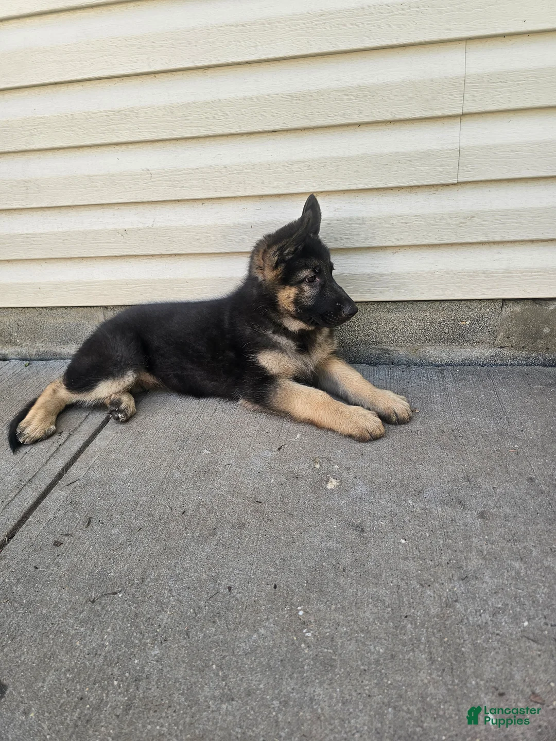 German Shepherd dogs for sale: German Shepherd 3 - Ad 2