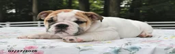 English Bulldog dogs for sale: Amber - Ad 4