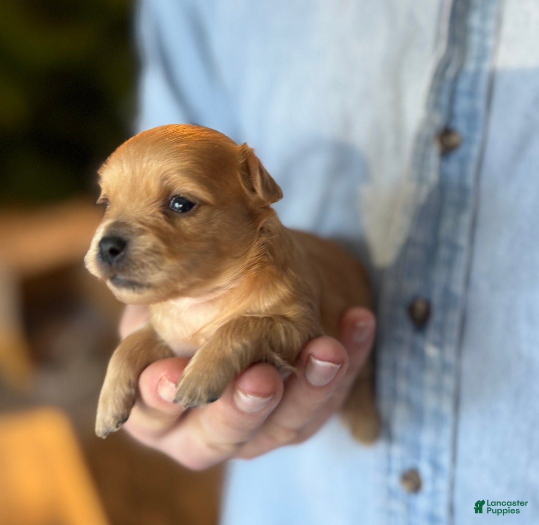 Chihuahua dogs for sale: Red gold  - Ad 12