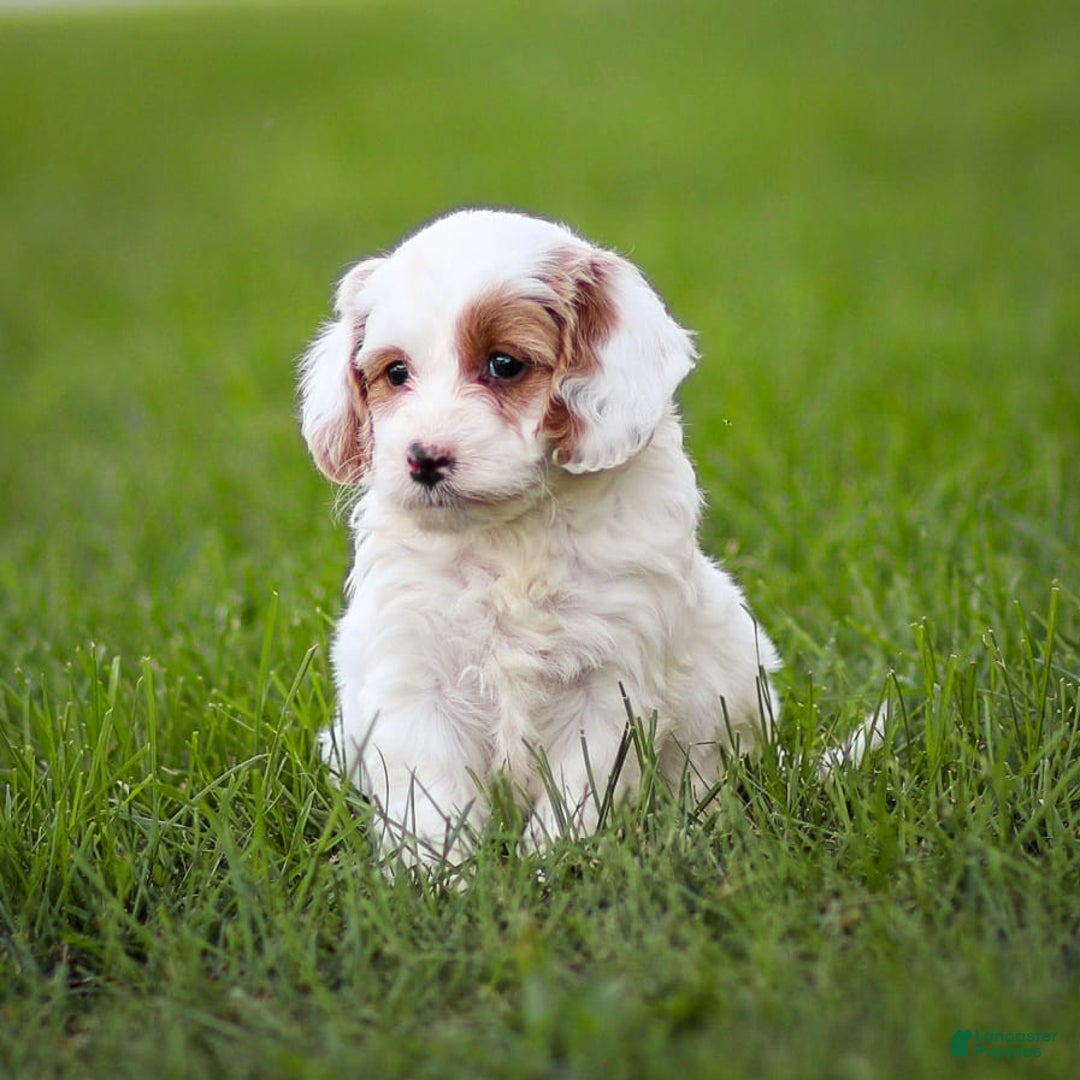 Goldendoodle dogs for sale: Odette - Ad 8