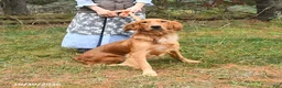 Golden Retriever dogs for sale: Wiggles - Ad 6