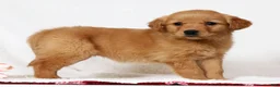 Golden Retriever dogs for sale: Goldie - Ad 3