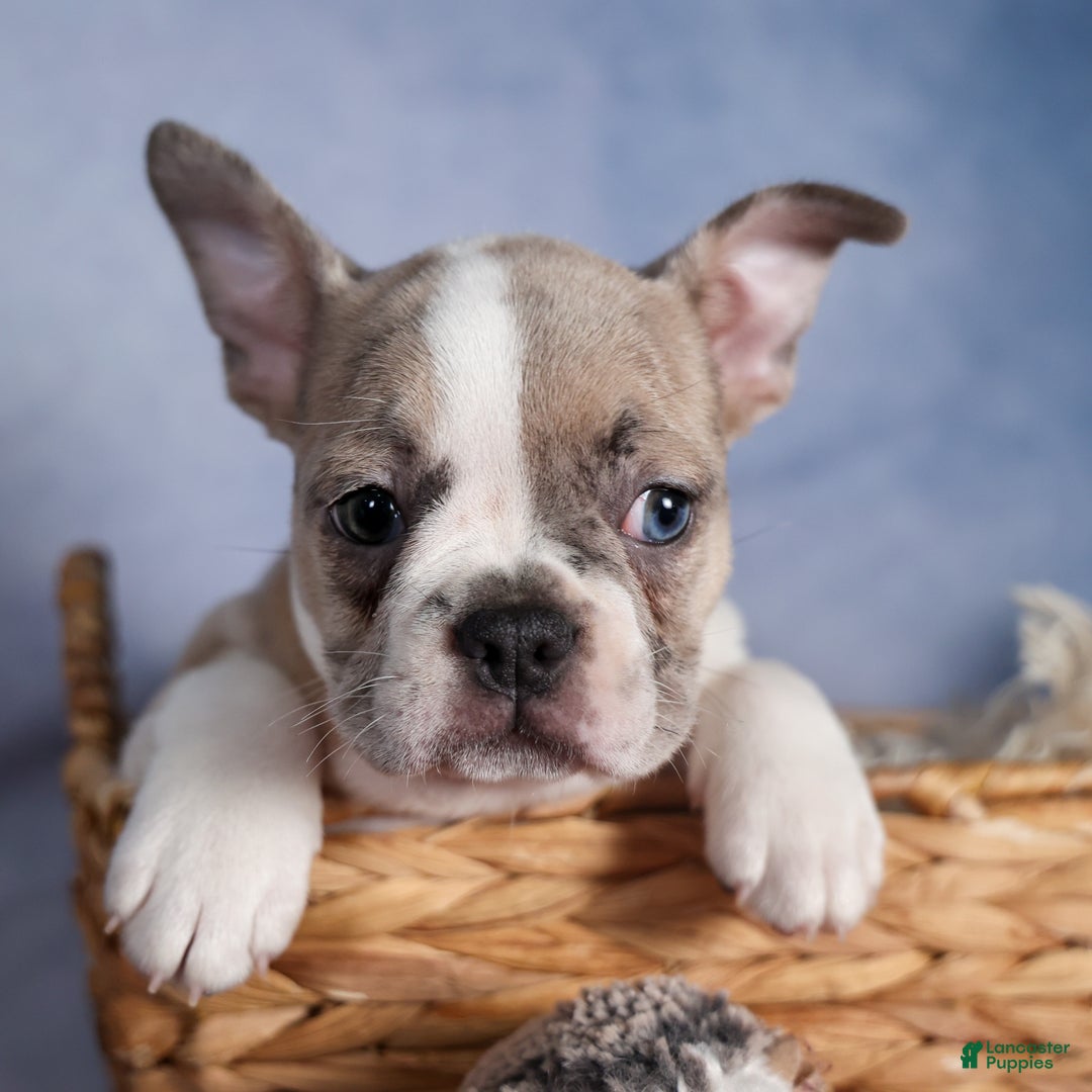Frenchton dogs for sale: NORA - Ad 20