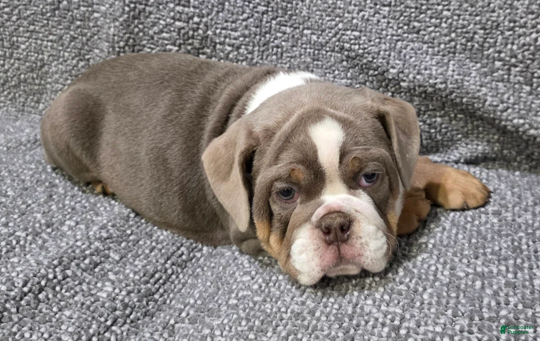 English Bulldog dogs for sale: Warfield - Ad 4