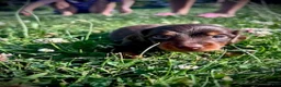 Miniature Dachshund dogs for sale: Twix - Ad 6