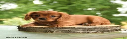 Cavalier King Charles Spaniel dogs for sale: Bennett - Ad 3