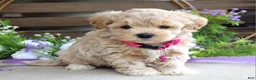 Maltipoo dogs for sale: Lola - Ad 5