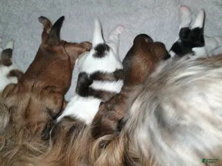 Shih Tzu dogs Shih Tzu Puppy 3 - Ad 12