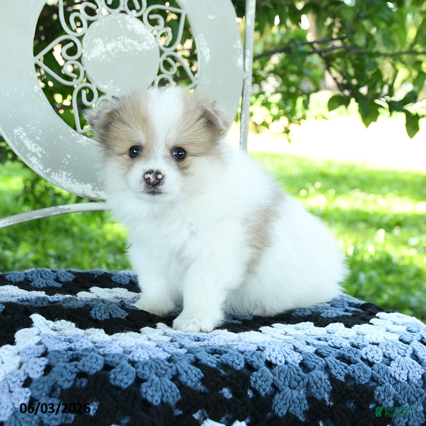 Pomeranian dogs for sale: Powell - Ad 3