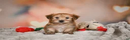 Morkie dogs for sale: Morkie 1Titus - Ad 3