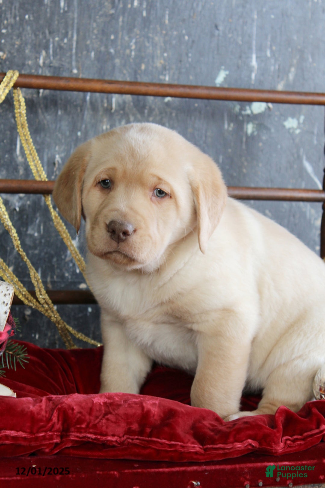 Labrador Retriever dogs for sale: Kooper - Ad 1