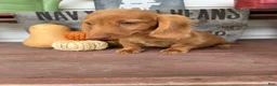 Miniature Dachshund dogs for sale: Toby - Ad 3