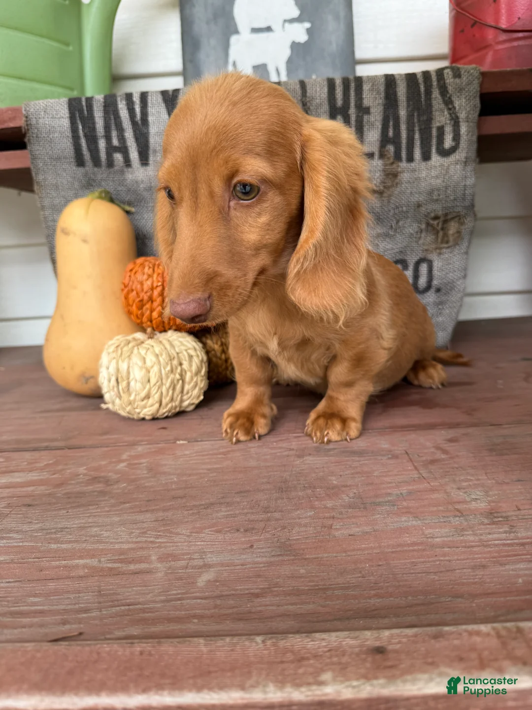 Miniature Dachshund dogs for sale: Toby - Ad 2