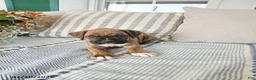 Boxer dogs for sale: Cyrus - Ad 5