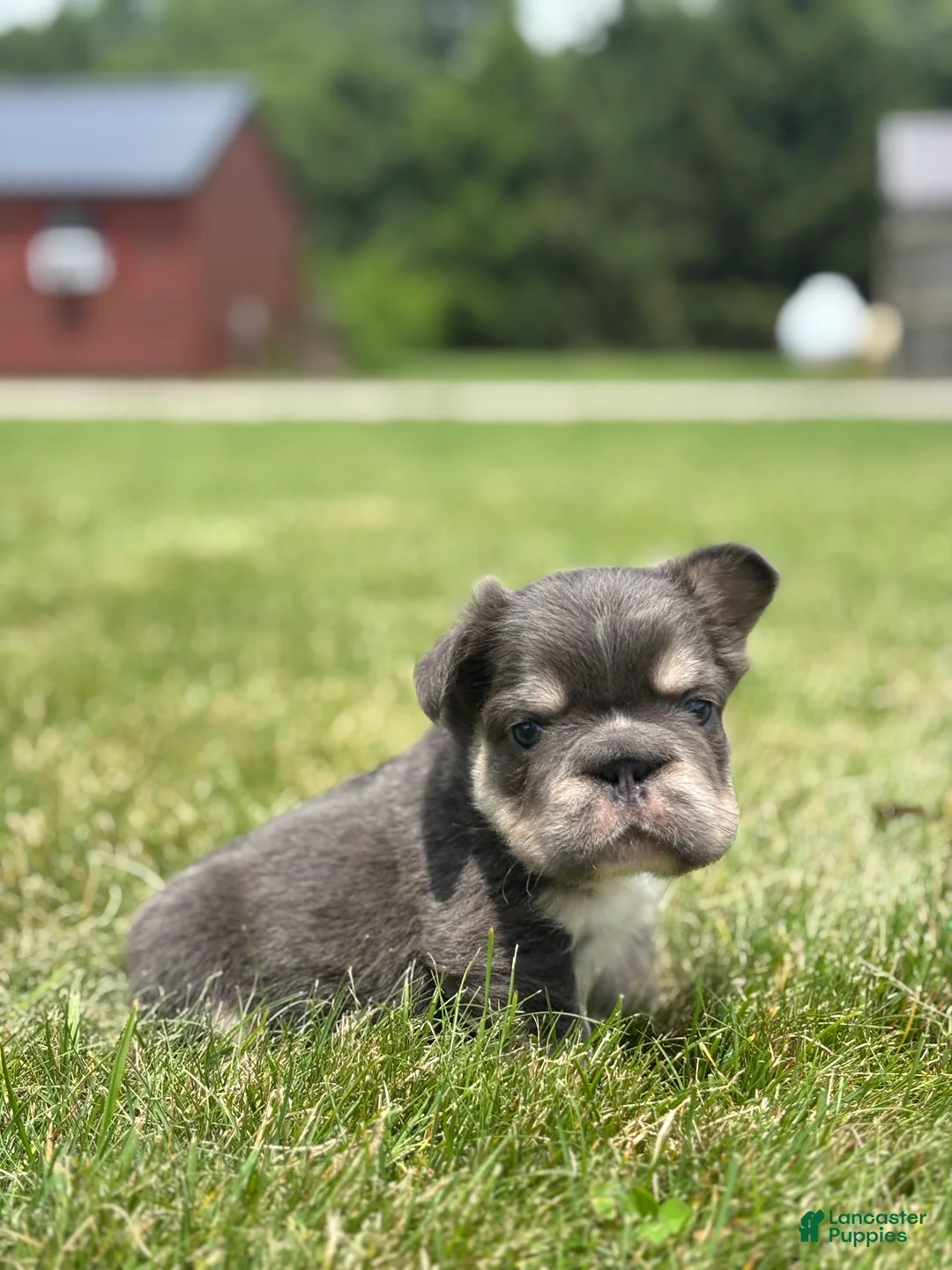 French Bulldog dogs for sale: Mason - Ad 3