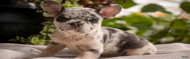 Lexa French Bulldog 