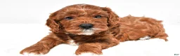 Cavapoo dogs for sale: Kit-Kat - Ad 4