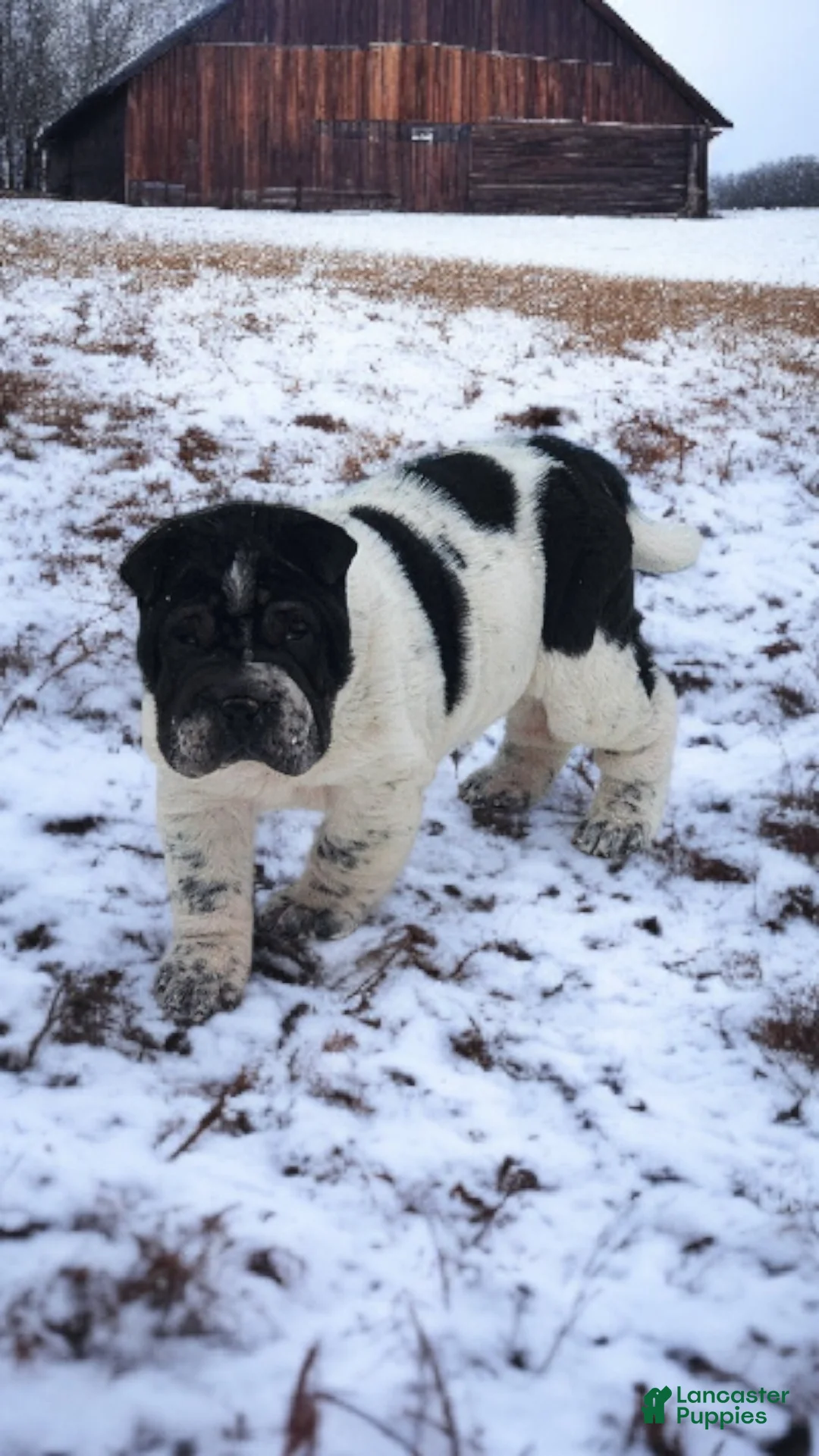 Shar Pei dogs for sale: Oreo black flower mini - Ad 22