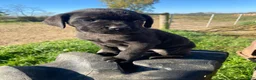 Cane Corso dogs for sale: Cooper - Ad 2