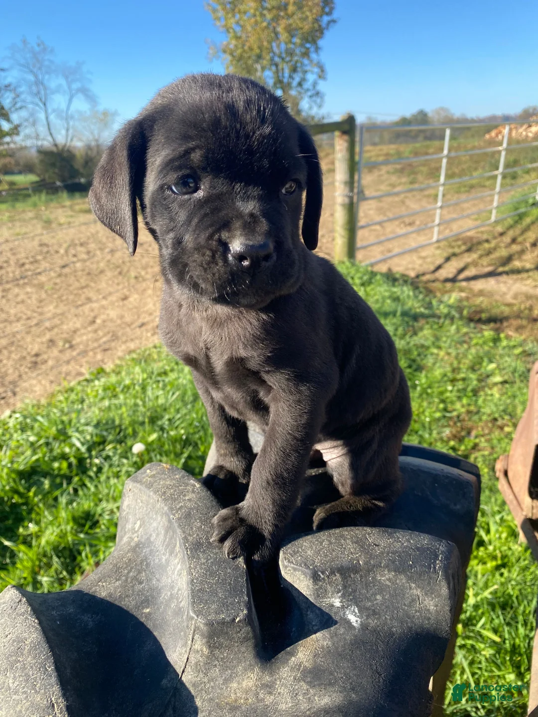 Cane Corso dogs for sale: Cooper - Ad 2