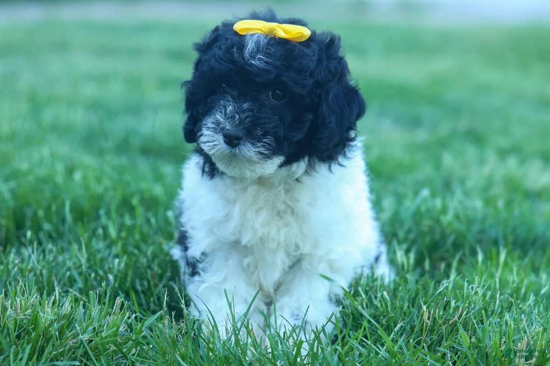 Cavapoo dogs for sale: Gracie  - Ad 2