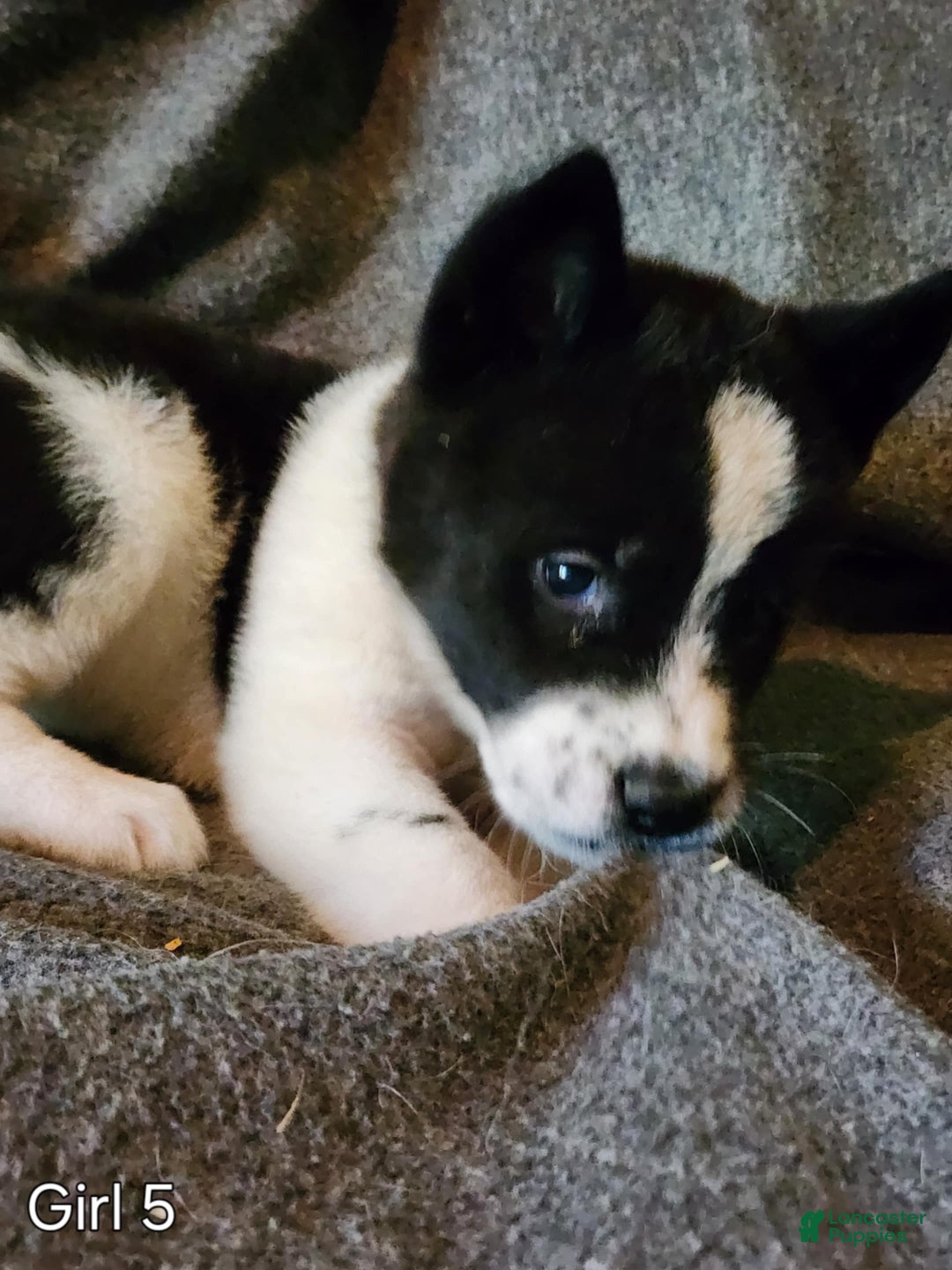 Akita dogs for sale: Akita Puppy Girl 5 - Ad 6