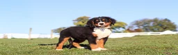 Bernese Mountain Dog dogs for sale: Leo - Ad 6