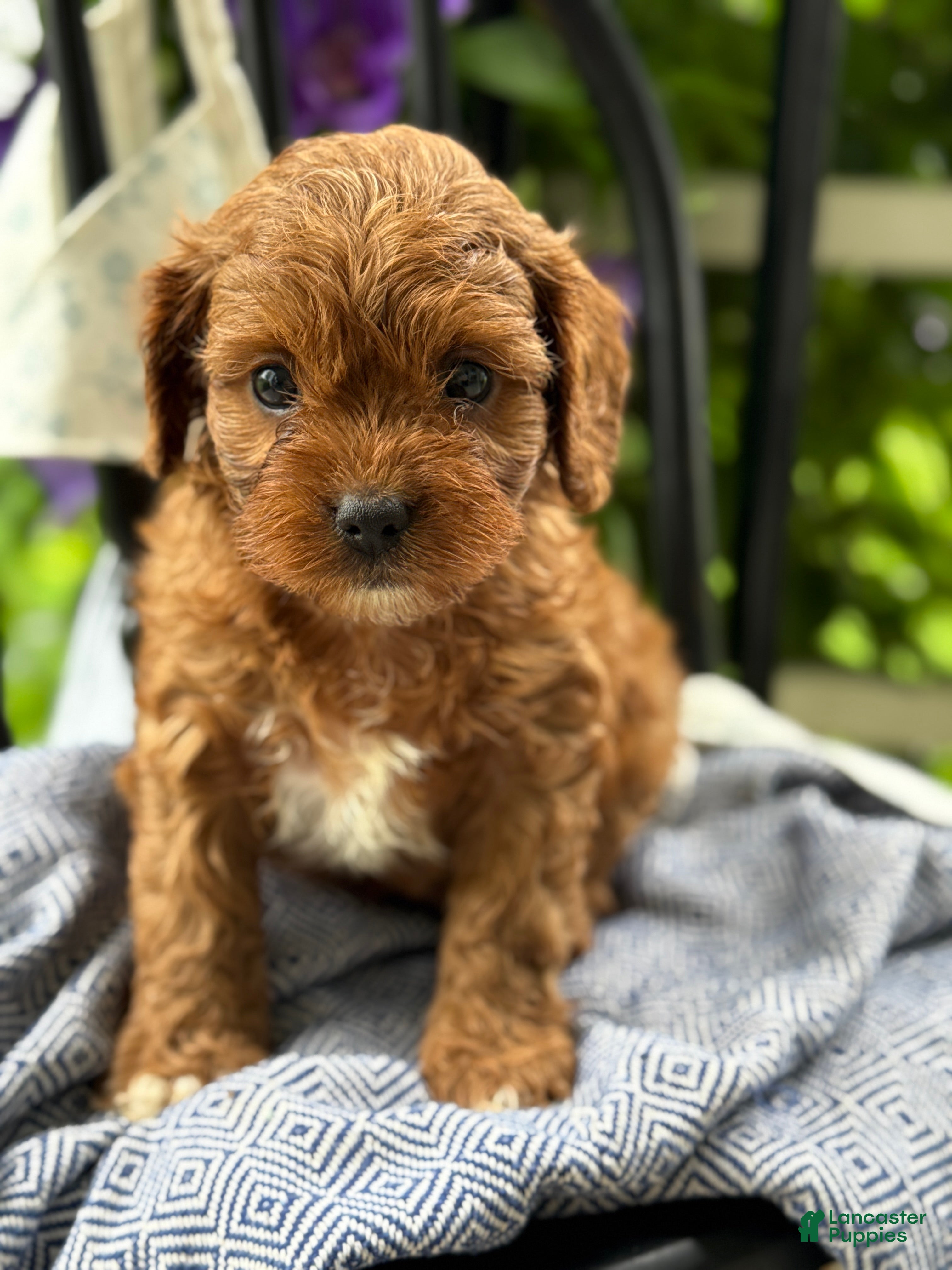 Cavapoo dogs Jase - Ad 1