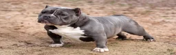American Bully dogs for sale: Black Brindle Female - Ad 4