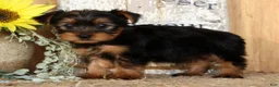 Morkie dogs for sale: Otis - Ad 6
