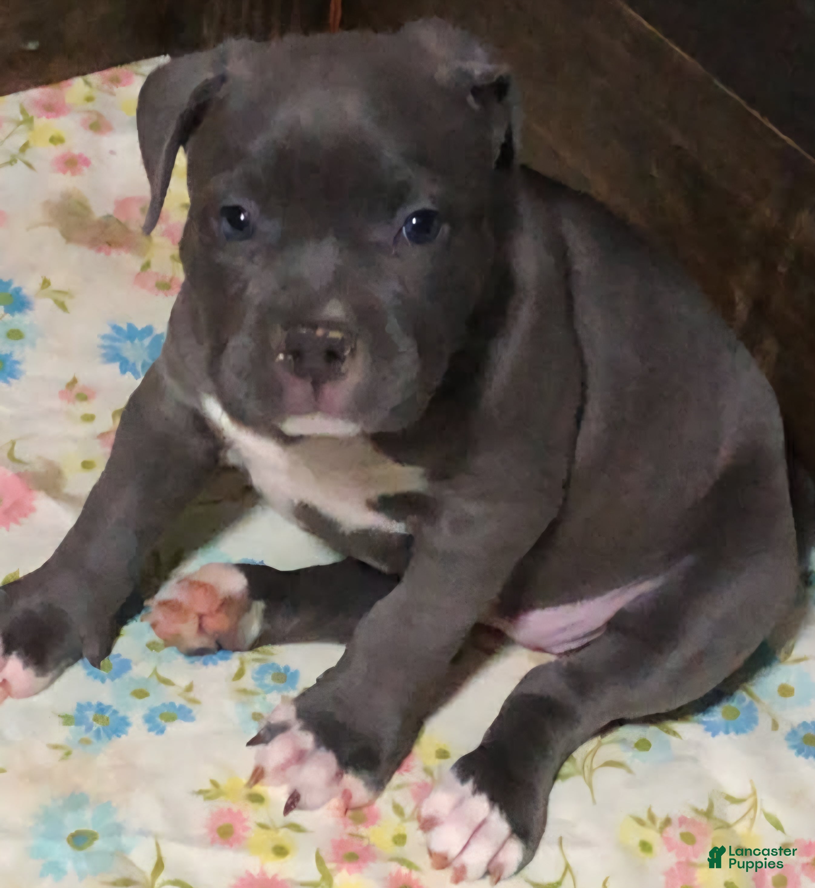 American Bully dogs Trixie - Ad 2