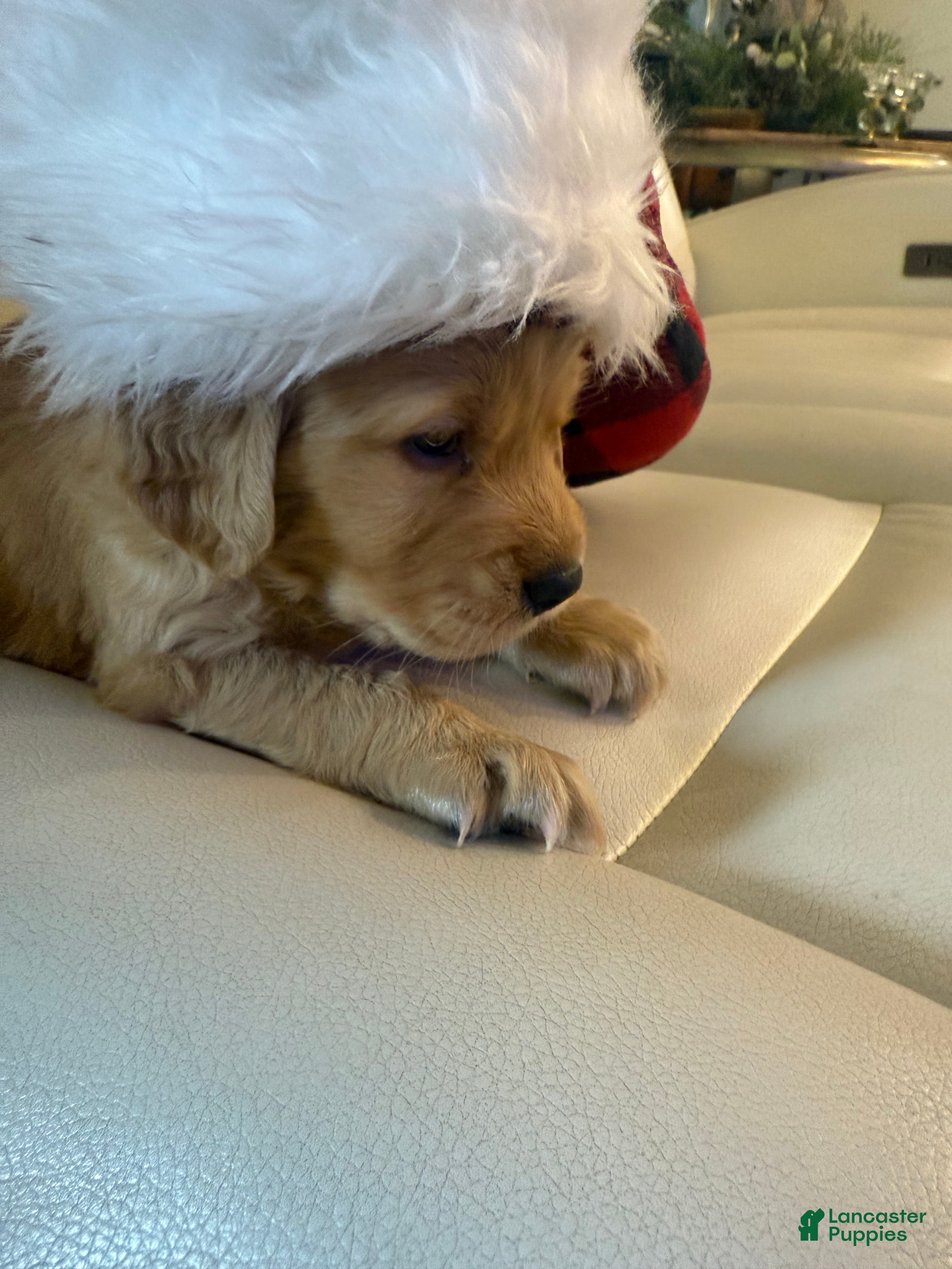 Golden Retriever dogs Golden Retriever Puppy 1 - Ad 36