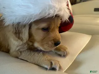 Golden Retriever dogs Golden Retriever Puppy 1 - Ad 33