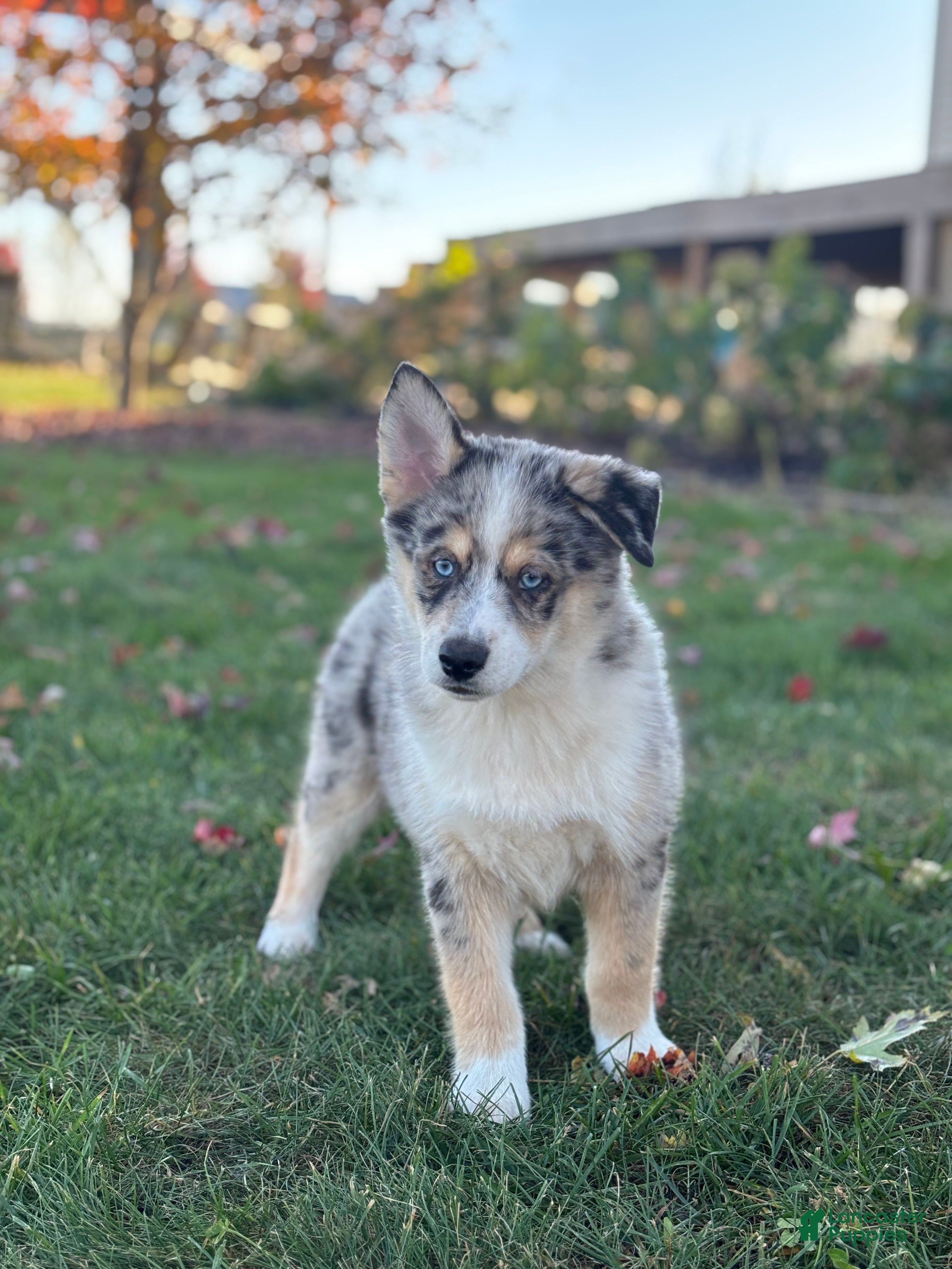 Pomsky dogs for sale: Edward - Ad 1
