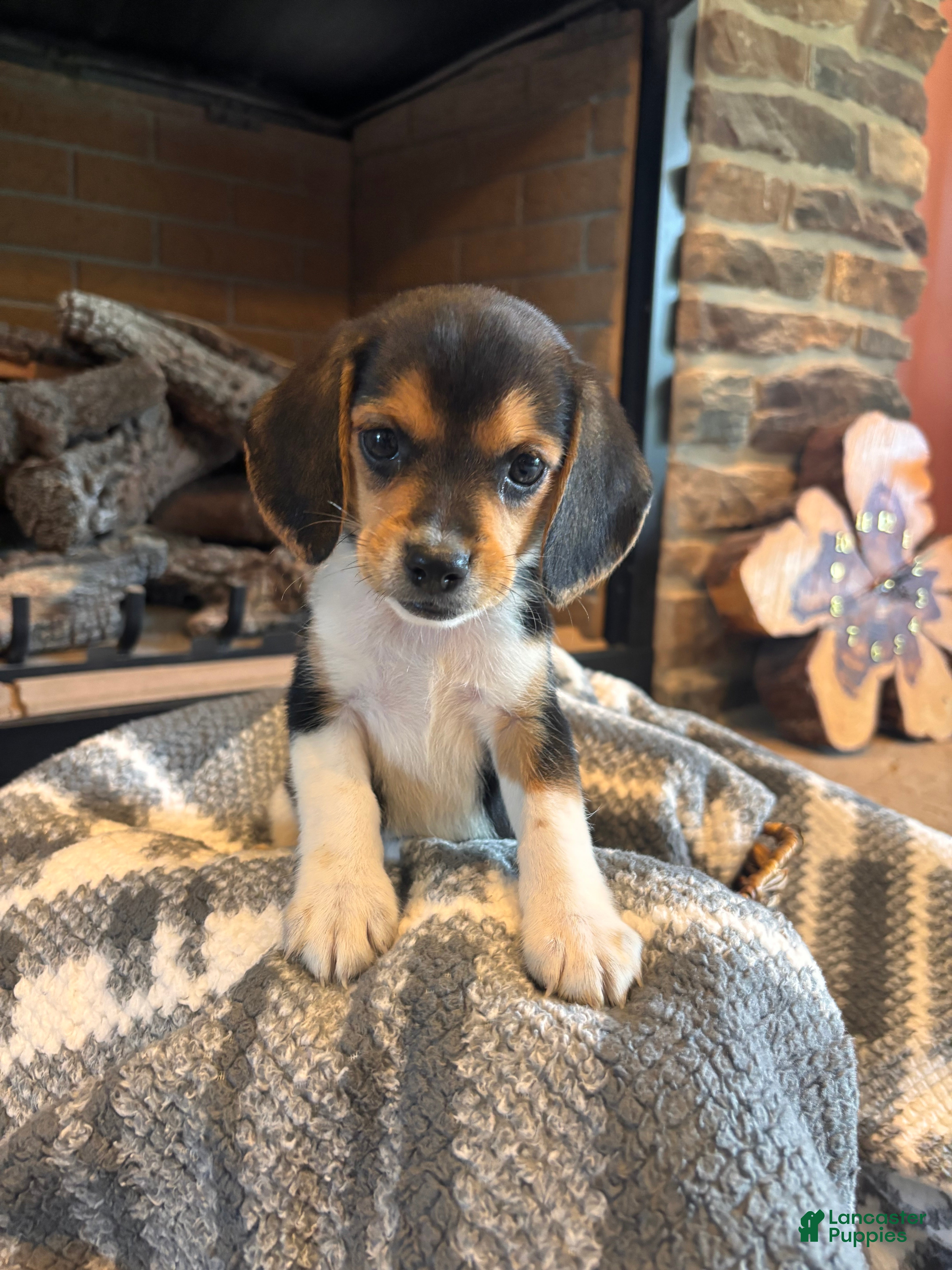 Beagle dogs Luna - Ad 1