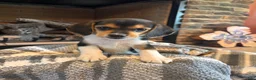 Beagle dogs for sale: Luna - Ad 1